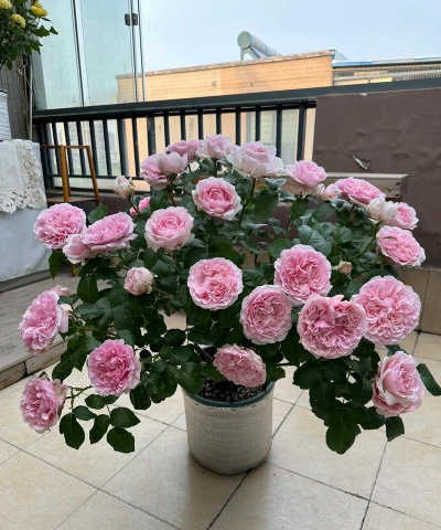 小众送妈妈的花有哪些花