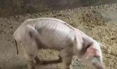 小众送妈妈的花有哪些花