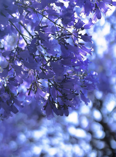 小众送妈妈的花有哪些花