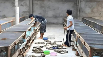 小众送妈妈的花有哪些花