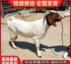 波尔山羊幼羊多少一斤 波尔山羊幼羊多少一斤