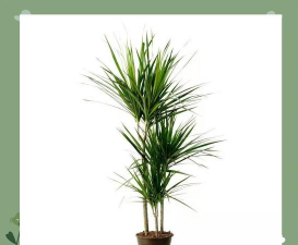 小众送妈妈的花有哪些花