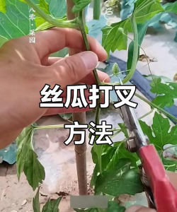露天丝瓜怎样修剪