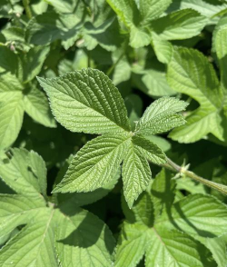 小众送妈妈的花有哪些花