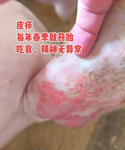 小众送妈妈的花有哪些花