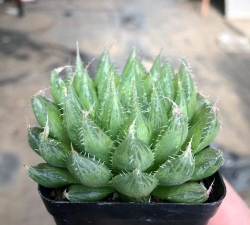 小众送妈妈的花有哪些花