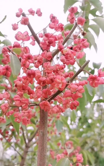 小众送妈妈的花有哪些花