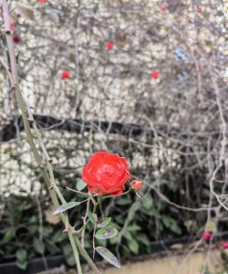 小众送妈妈的花有哪些花