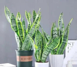 小众送妈妈的花有哪些花