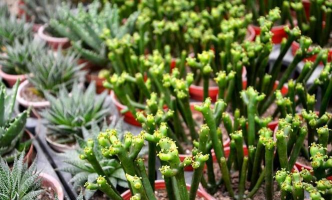 小众送妈妈的花有哪些花