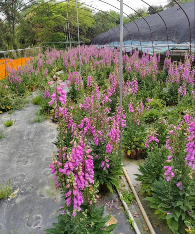 小众送妈妈的花有哪些花