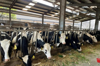 小众送妈妈的花有哪些花