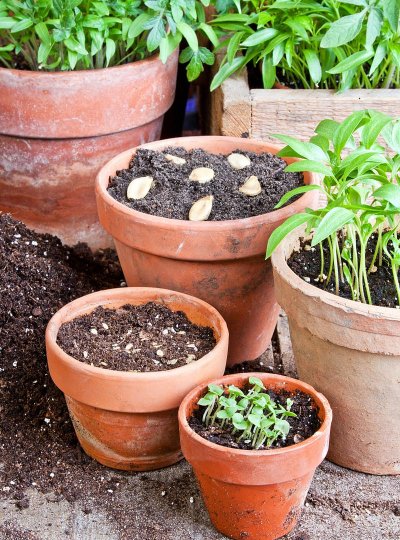 小众送妈妈的花有哪些花