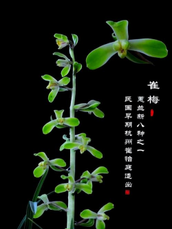 小众送妈妈的花有哪些花