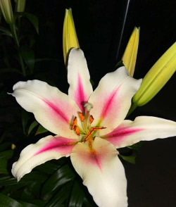 小众送妈妈的花有哪些花