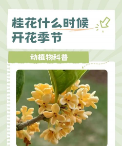 桂花花什么季节开花