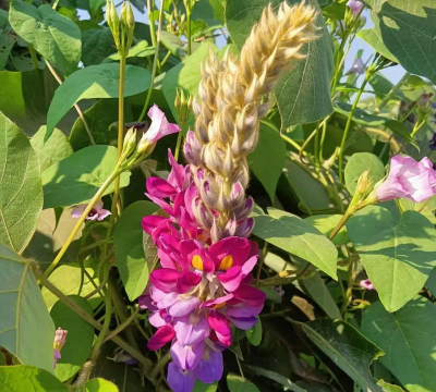 小众送妈妈的花有哪些花