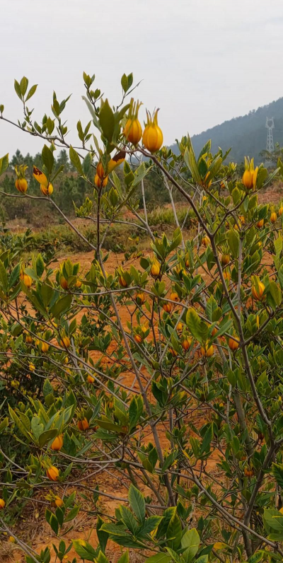 小众送妈妈的花有哪些花