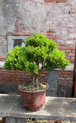 小众送妈妈的花有哪些花