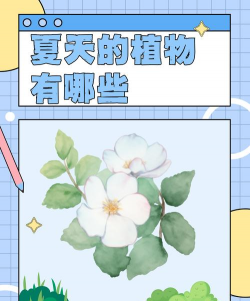 小众送妈妈的花有哪些花