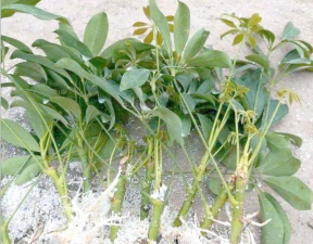 小众送妈妈的花有哪些花