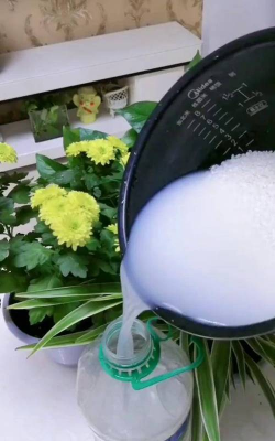 小众送妈妈的花有哪些花