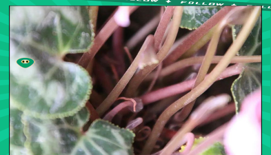 小众送妈妈的花有哪些花