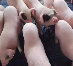 小众送妈妈的花有哪些花