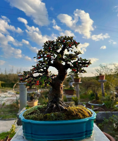 小众送妈妈的花有哪些花