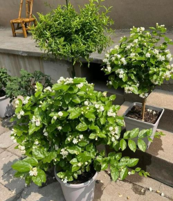 小众送妈妈的花有哪些花