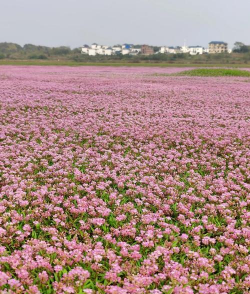 小众送妈妈的花有哪些花
