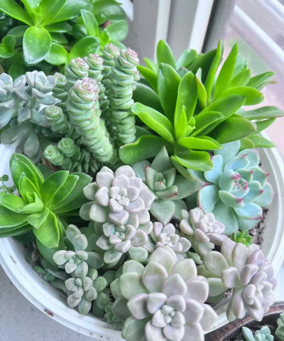 小众送妈妈的花有哪些花