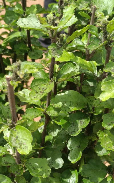 小众送妈妈的花有哪些花