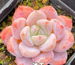 小众送妈妈的花有哪些花