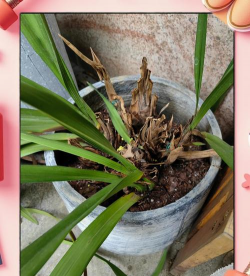 小众送妈妈的花有哪些花