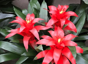 小众送妈妈的花有哪些花