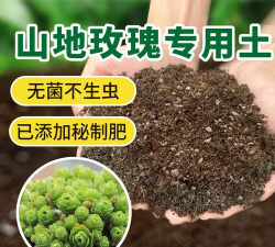 小众送妈妈的花有哪些花