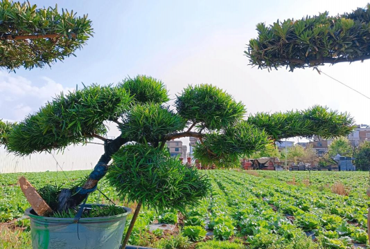 小众送妈妈的花有哪些花