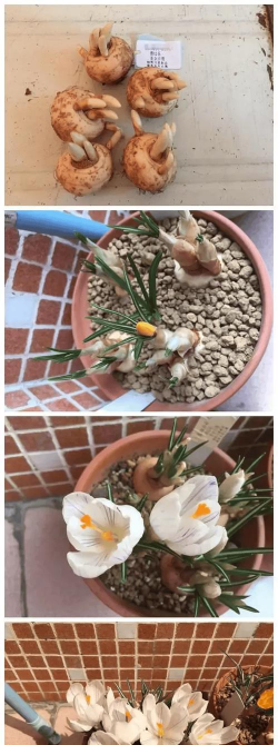 小众送妈妈的花有哪些花