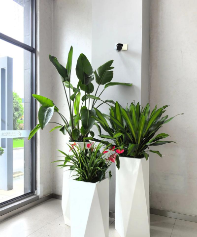 小众送妈妈的花有哪些花