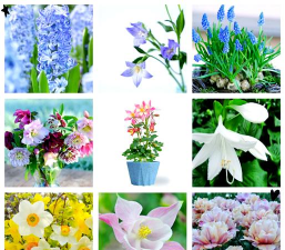 小众送妈妈的花有哪些花