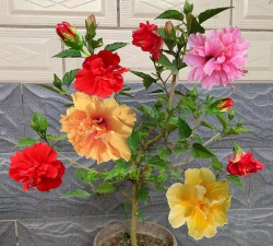 小众送妈妈的花有哪些花