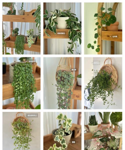 什么植物垂下来