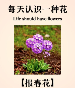 小众送妈妈的花有哪些花
