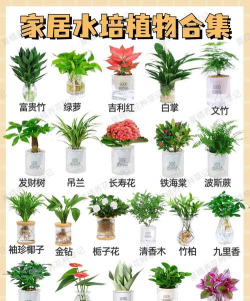 小众送妈妈的花有哪些花