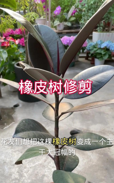 小众送妈妈的花有哪些花
