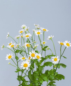 小众送妈妈的花有哪些花