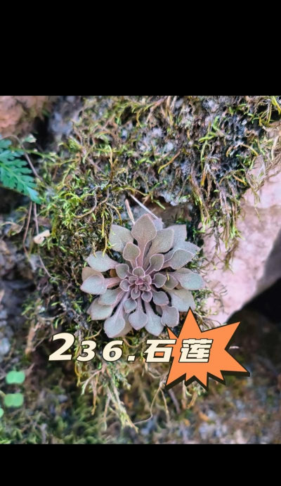 石莲花有哪些品种