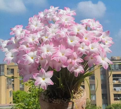 小众送妈妈的花有哪些花