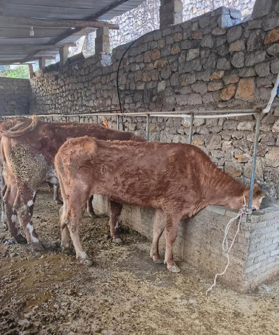 小众送妈妈的花有哪些花